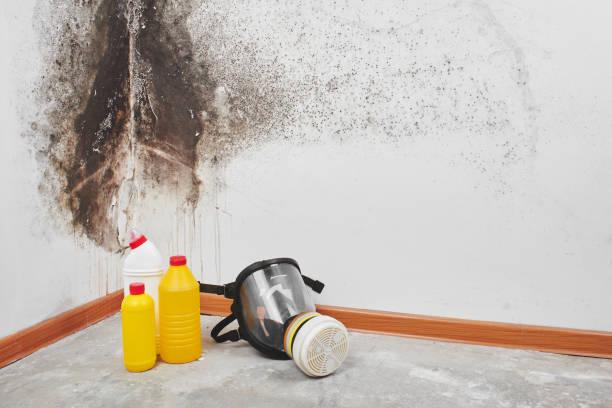 Certified Mold Removal in East Porterville, CA