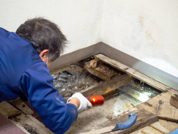 Best Mold Damage Repair  in East Porterville, CA