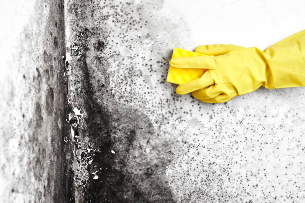 Mold Removal Process in East Porterville, CA