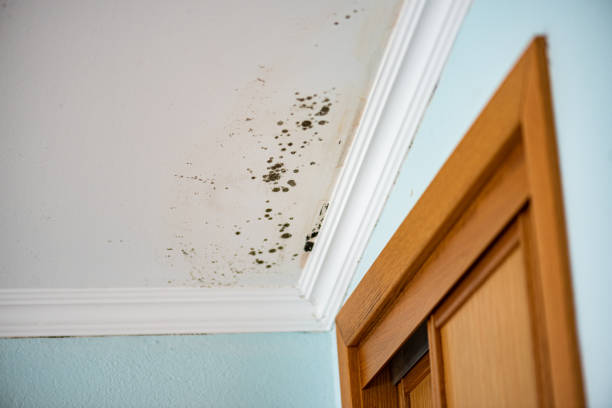 Best Mold Cleaning Services  in East Porterville, CA
