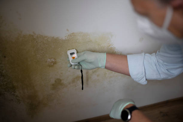 Best Black Mold Removal  in East Porterville, CA