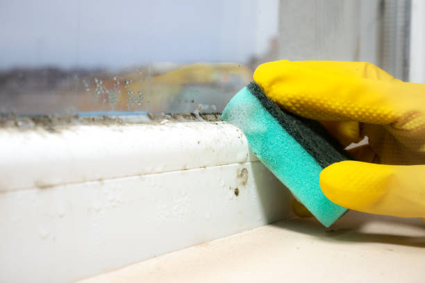 Best Residential Mold Removal  in East Porterville, CA
