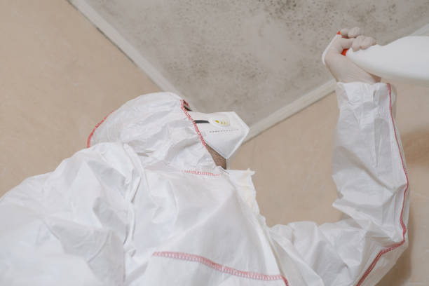 Best Fast Mold Removal  in East Porterville, CA