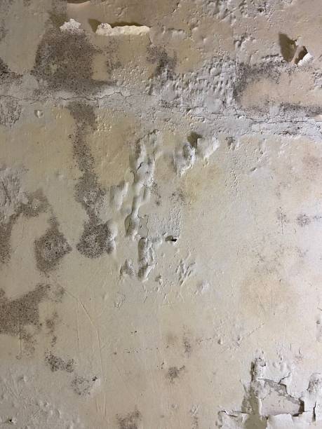 Best Black Mold Removal  in East Porterville, CA