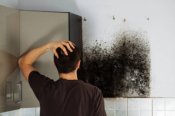 Best Fast Mold Removal  in East Porterville, CA