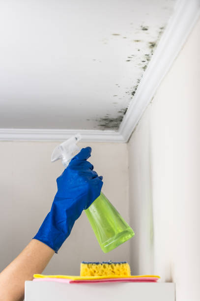 Professional Mold Removal in East Porterville, CA