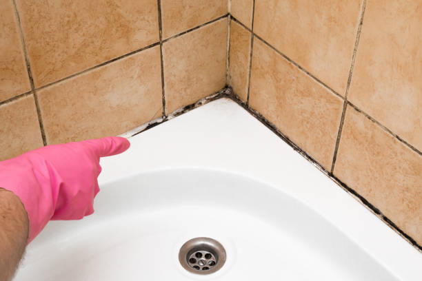 Best Mold Removal Specialists  in East Porterville, CA
