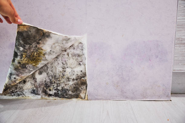 Best Attic Mold Removal  in East Porterville, CA